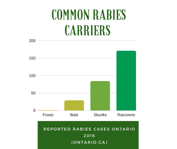 Common Rabies Carriers
