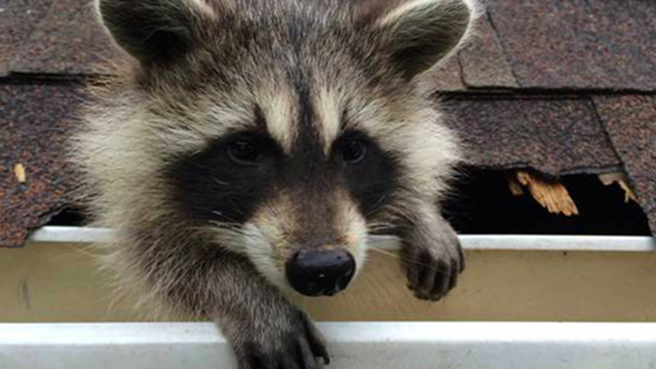 Image of raccoon entering attic via hole in roof