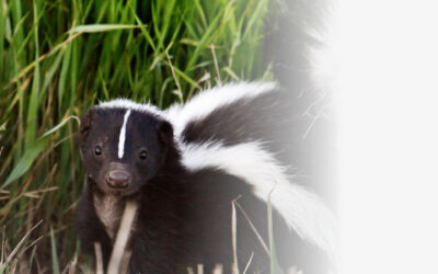 The Top 10 Ways to Remove the Smell of Skunk from the House