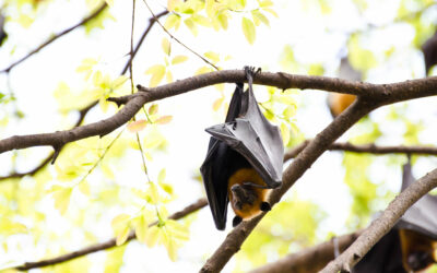 Bat Infestation Dangers To Your Home and Your Health