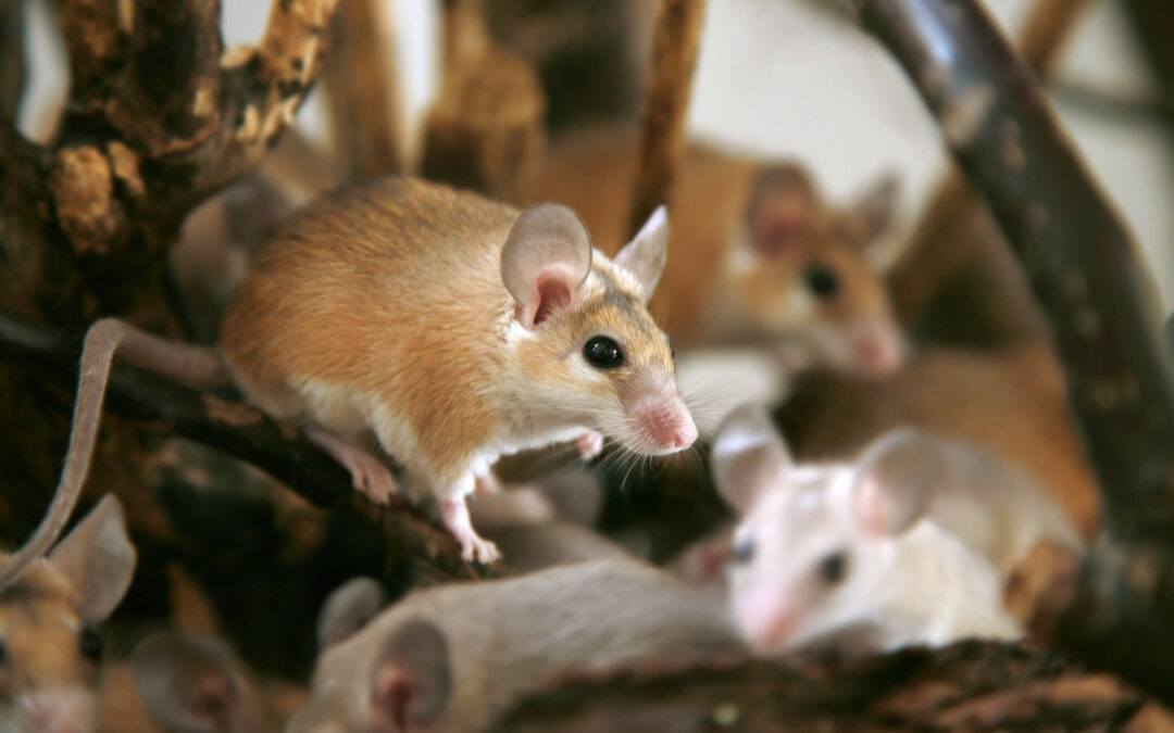 Mice in Tree