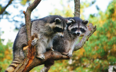 Do You Call Animal Control for Raccoons and Other Wildlife