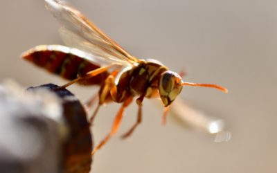 Tips for Getting Rid of Wasp Nests