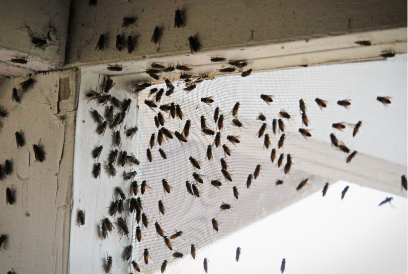 How to Get Rid of Cluster Flies