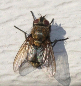 Cluster Fly 